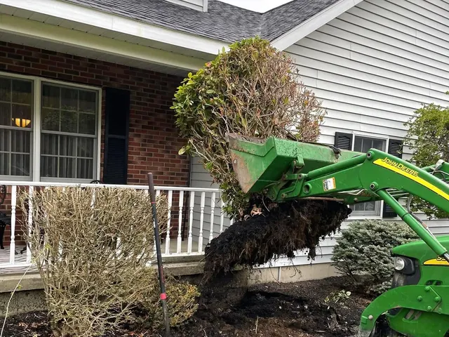 A tractor loader lifting a large shrub clear of its bed with the root ball intact